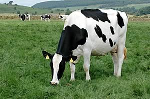 holstein_cow.jpg